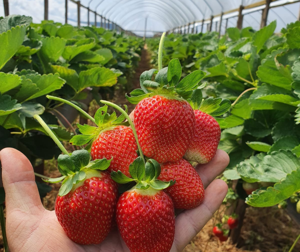 variedad frutilla Florida Beauty