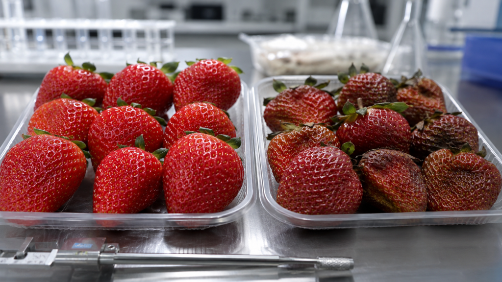 Los frutos tratados conservaron mejor su firmeza
