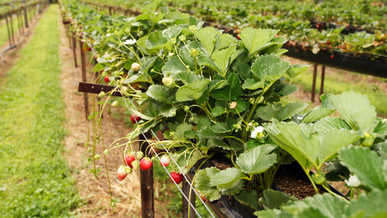 Cultivo de Frutilla Fuera de Suelo: Conceptos Introductorios