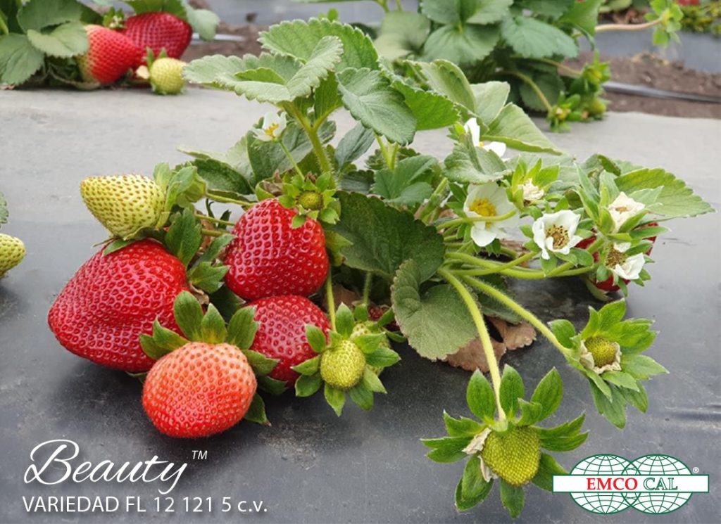 variedad frutilla Florida Beauty