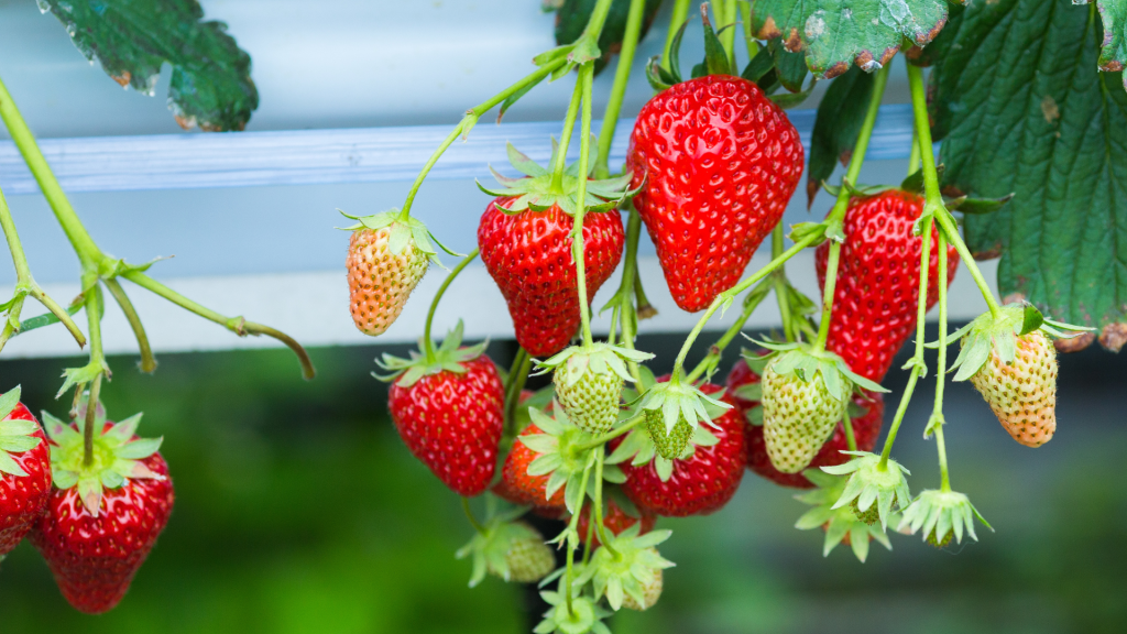 frutilla fuera de suelo sustrato
