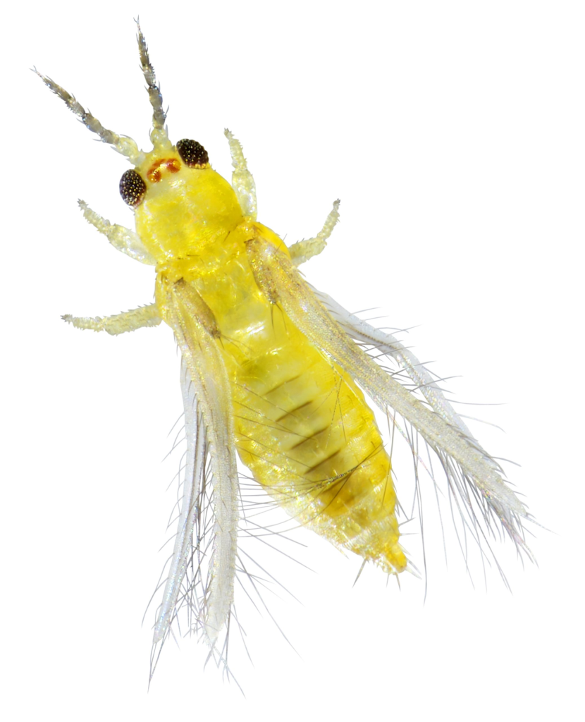 ácaros depredadores en frutilla