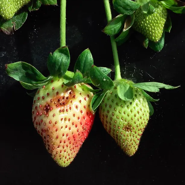 Neopestalotiopsis en frutilla