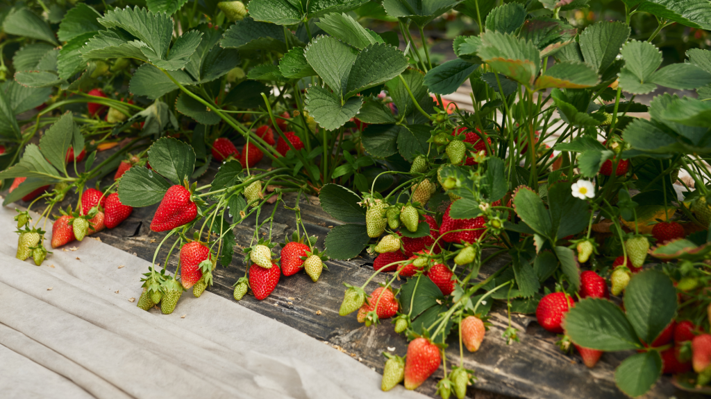 cultivo de frutilla