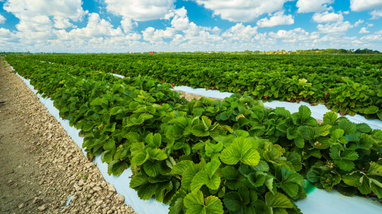 Guía Completa para el Establecimiento de un Cultivo de Frutillas en Suelo (Parte 1)
