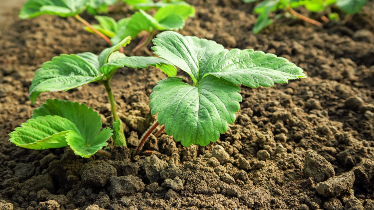 ¿Por qué no cultivamos Frutillas a partir de semillas?