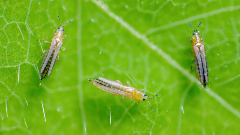 Trips de California (Frankliniella occidentalis) en Frutilla: Ciclo, Daños y Manejo Integrado