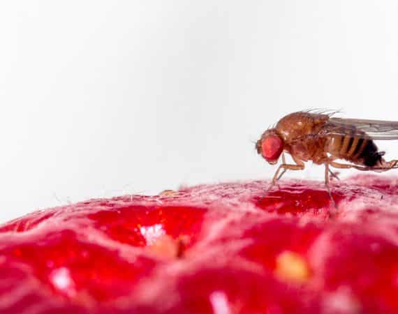 Todo lo que tienes que saber de la Mosca de Alas Manchadas (Drosophila suzukii)
