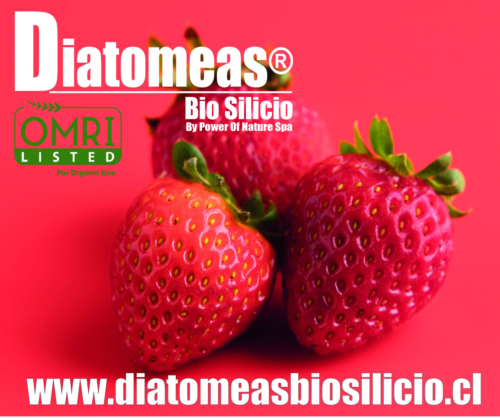 Diatomeas Biosilicio 600 500 (3)