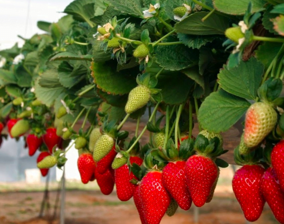 España: Huelva termina su temporada de frutillas/fresas 2021 con un incremento del 7,7% en su volumen