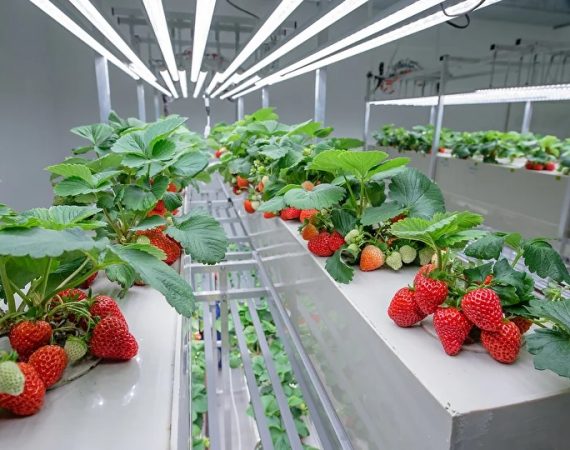 Frutillas/Fresas Aeropónicas: gracias a la tecnología ahora es posible producir en zonas más cálidas