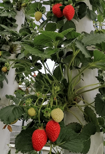 Frutillas/Fresas Aeropónicas