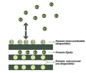 potasio en la frutilla/fresa