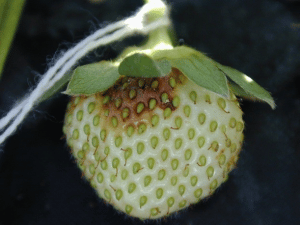 Botrytis cinerea en frutilla/fresa