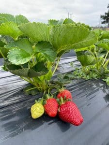 universidad de florida