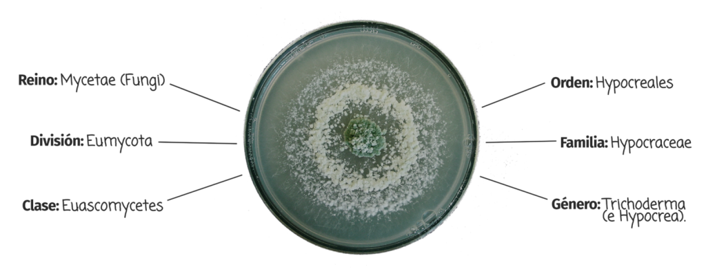 trichoderma