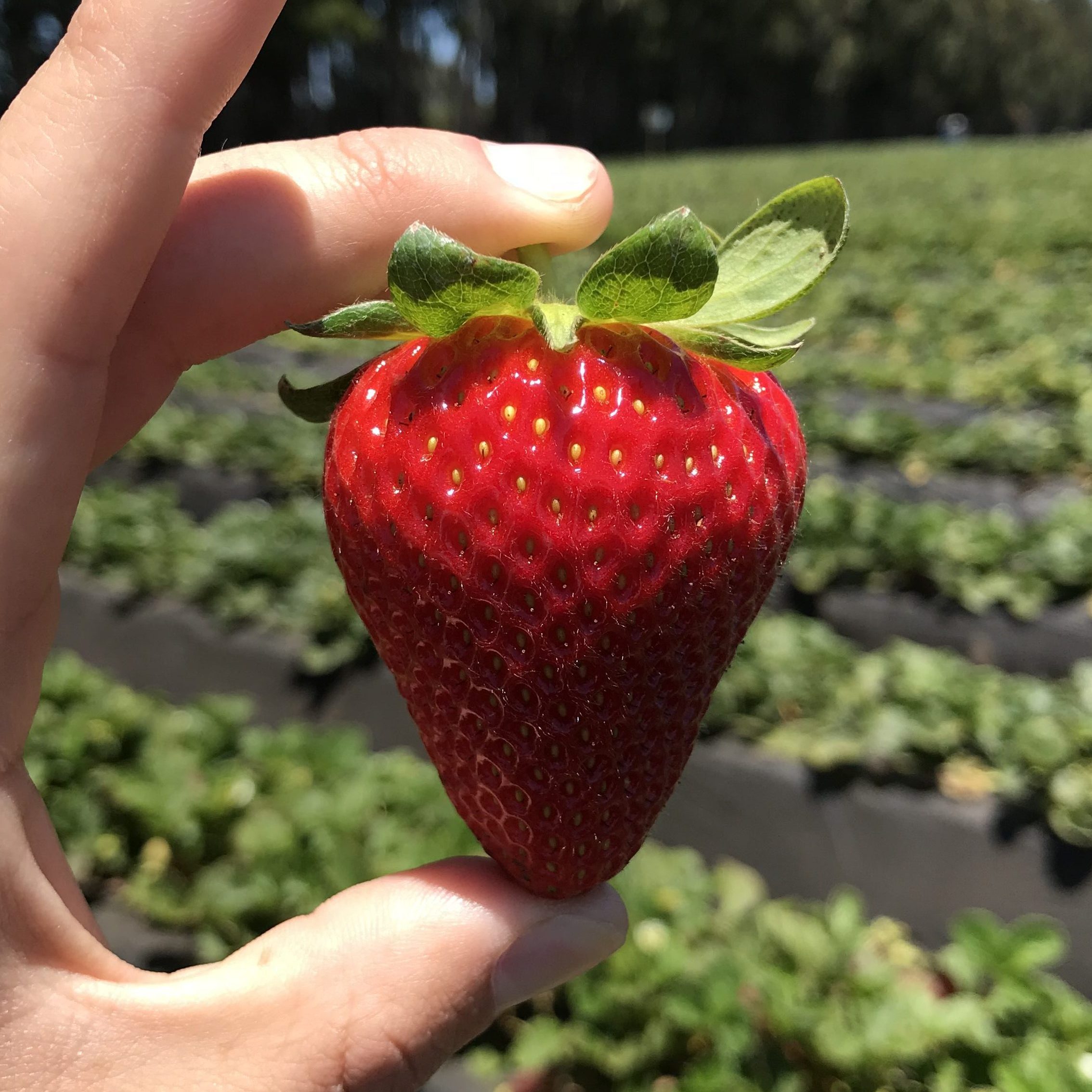 PERFECTA FRESA edited 2