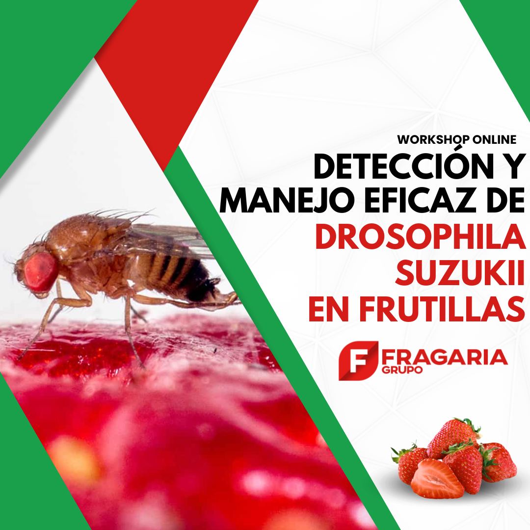 Drosophila suzukii
