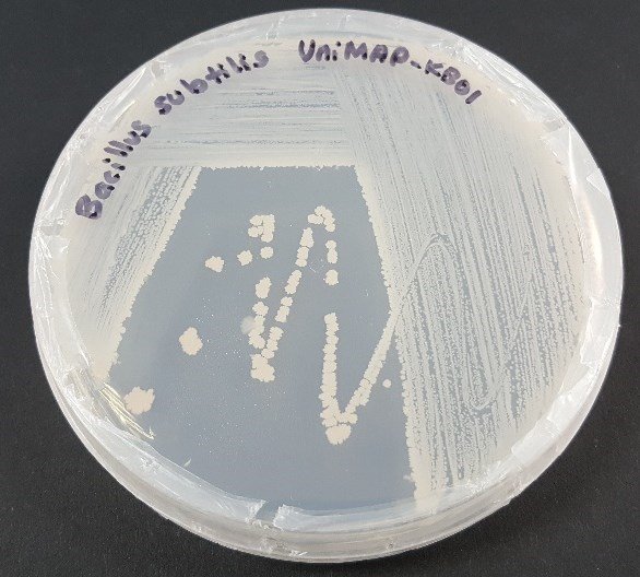 bacillus placa
