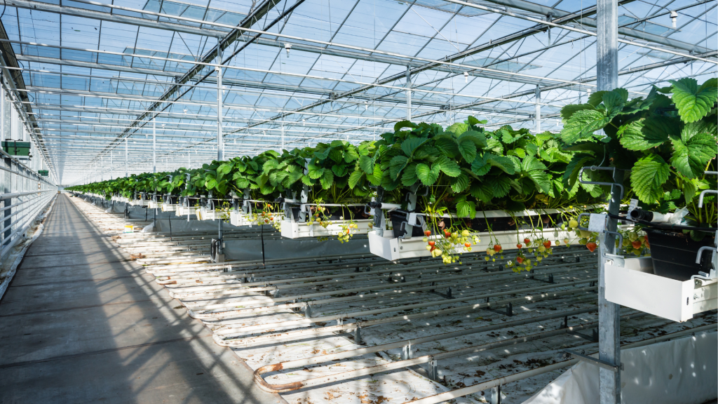 frutilla fuera de suelo sustrato