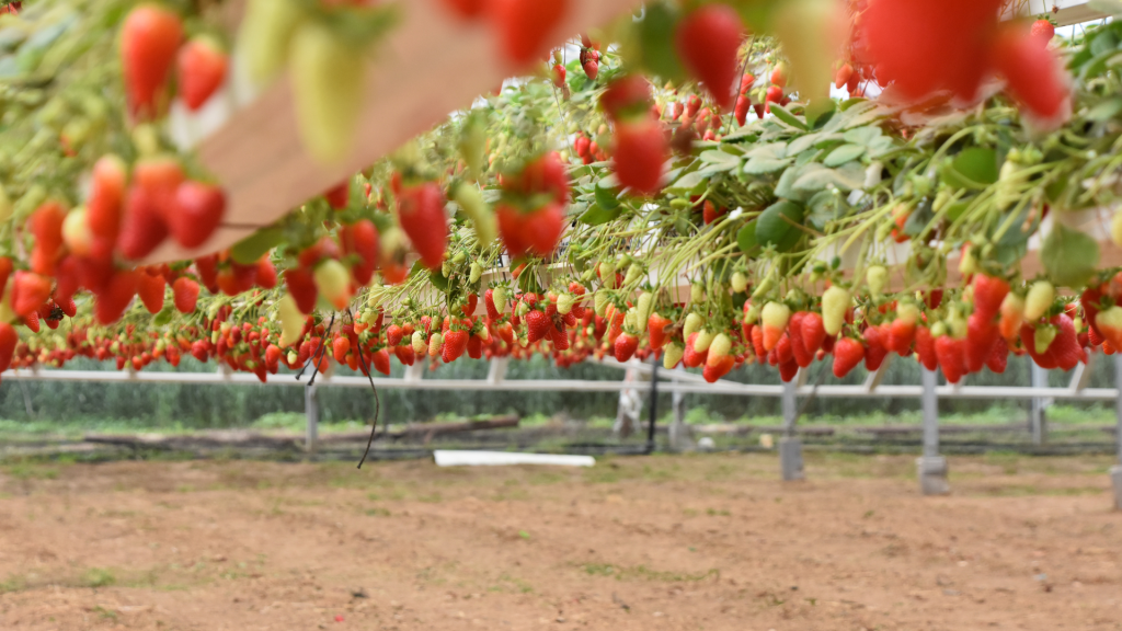 frutilla fuera de suelo sustrato