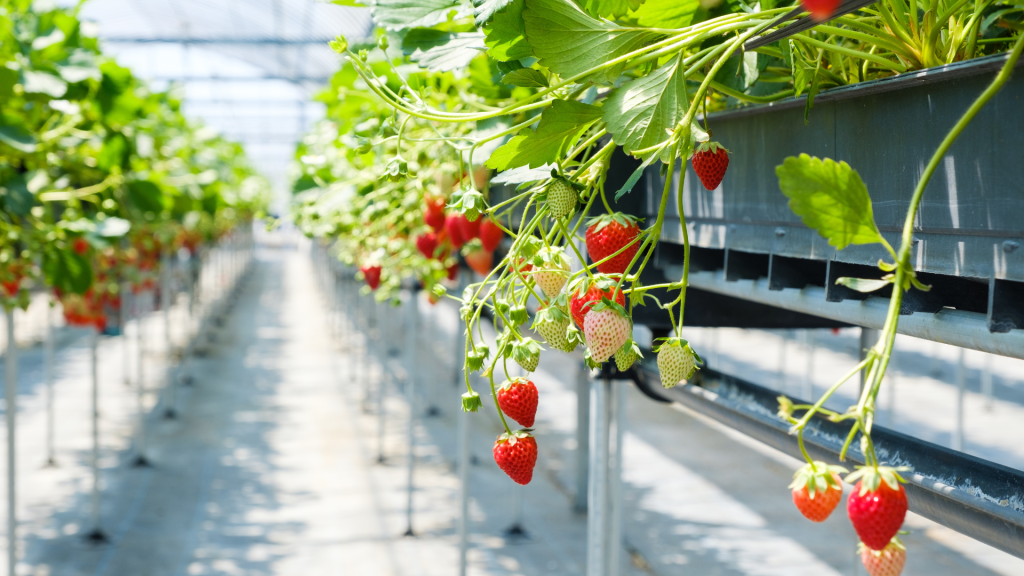 frutilla fuera de suelo sustrato