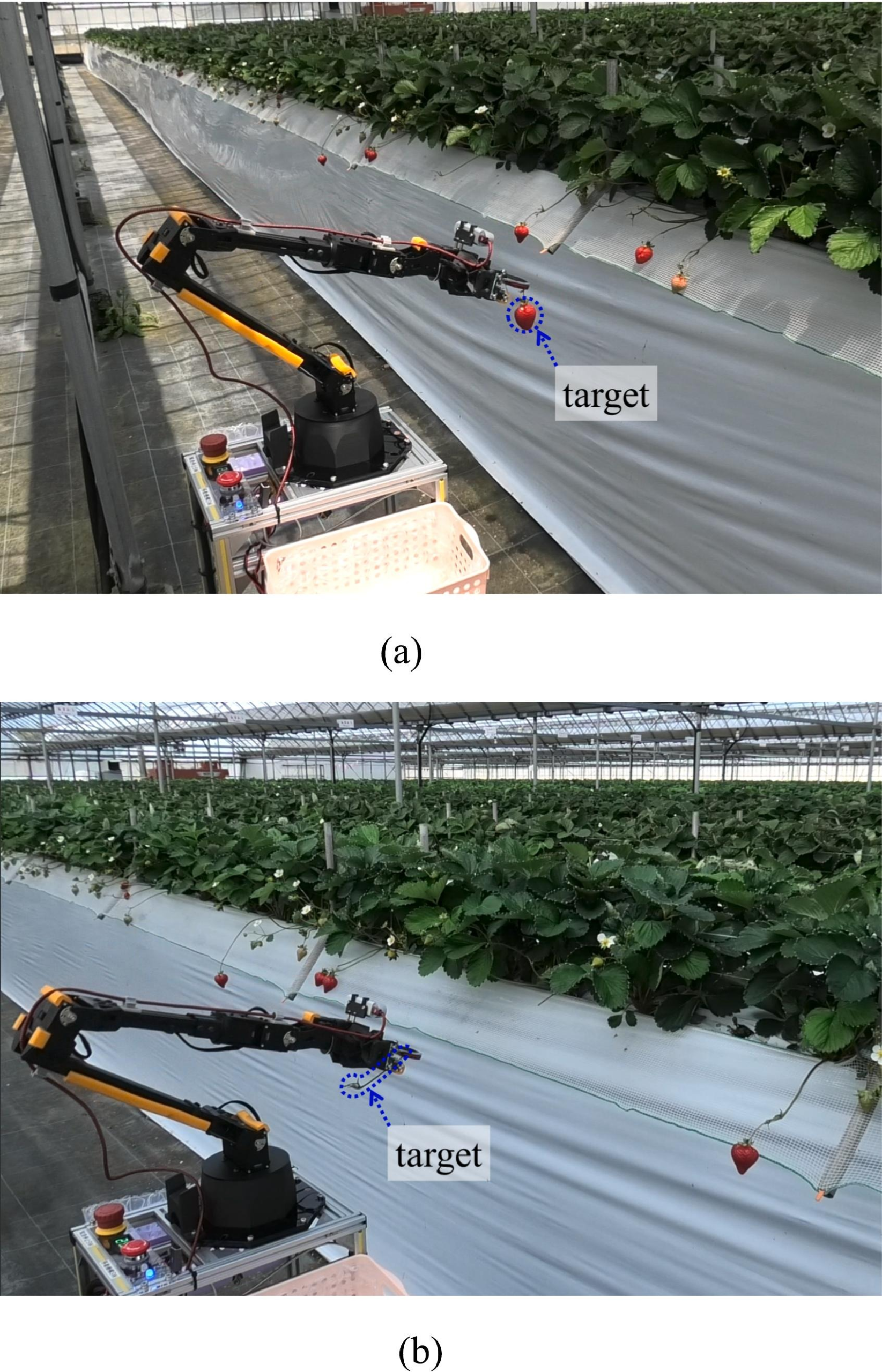 Robot de cosecha de frutillas