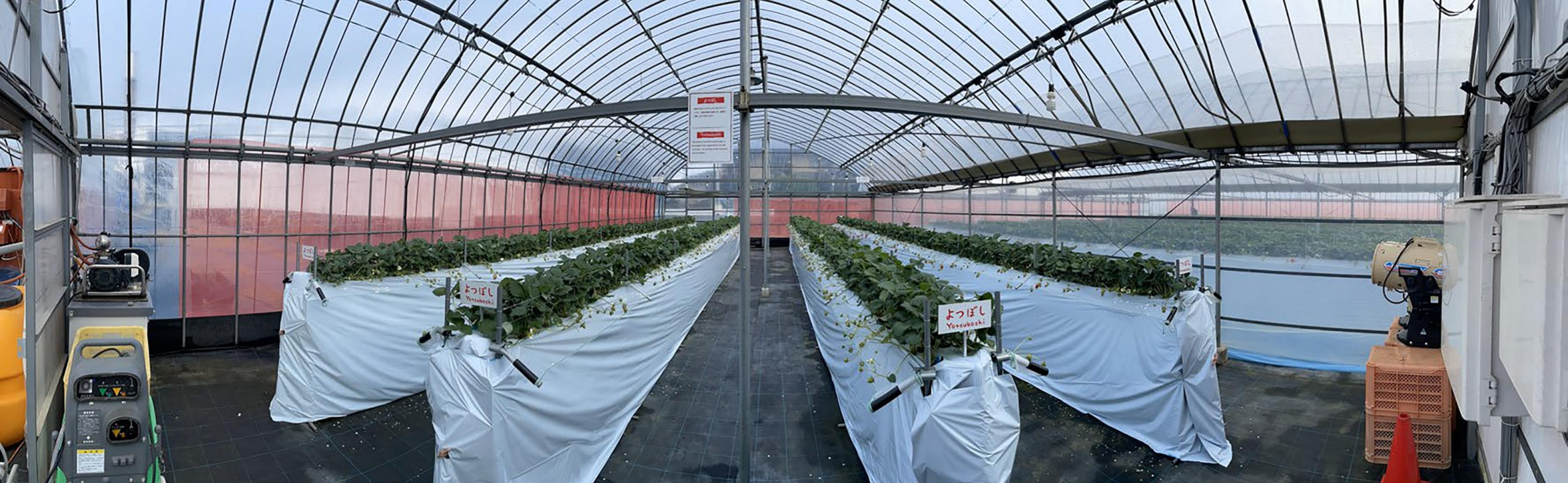 Robot de cosecha de frutillas